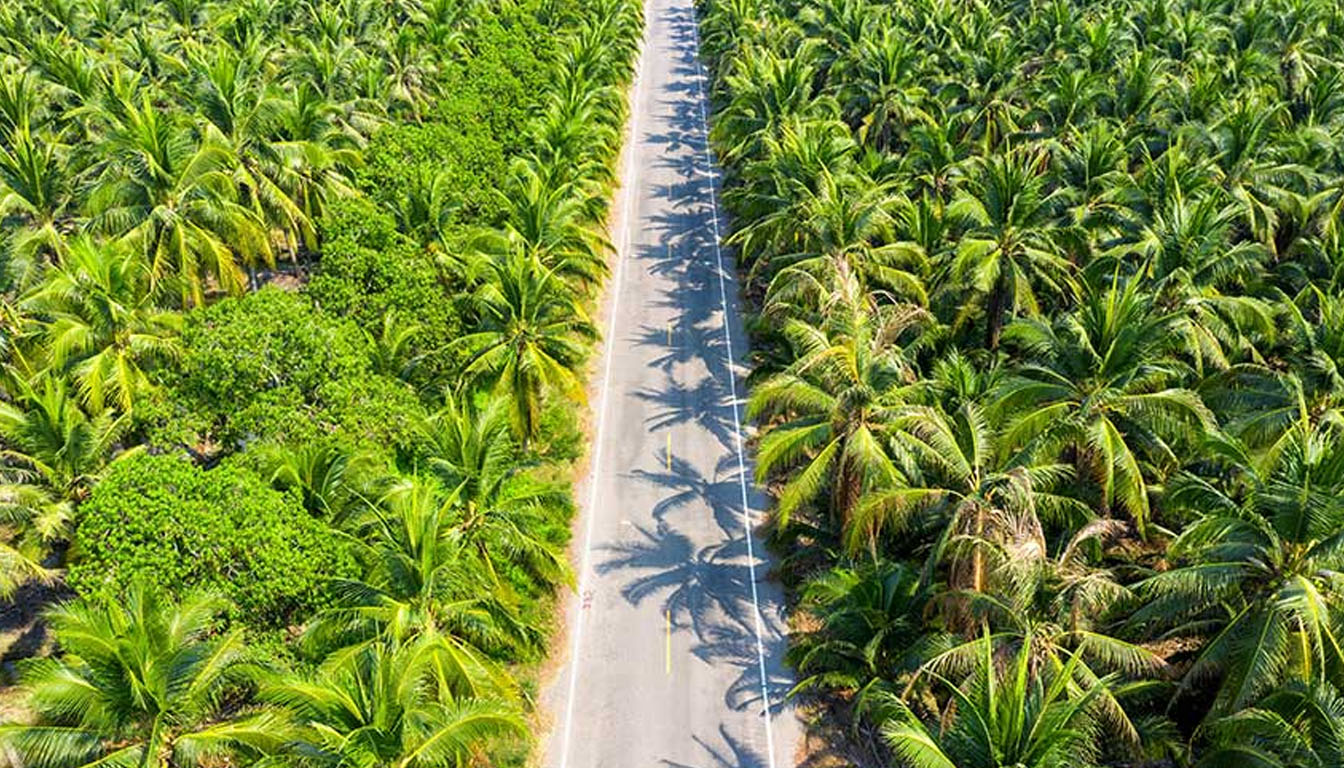 Kamera yang Tersembunyi di Antara Pepohonan untuk Melakukan Pengintaian dari Pencurian Sawit